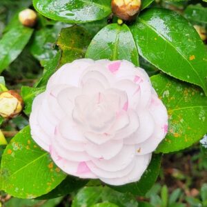 哥倫比亞/百花艷精品咖啡豆(波旁西爪 | 酵母厭氧日曬)-1/4磅